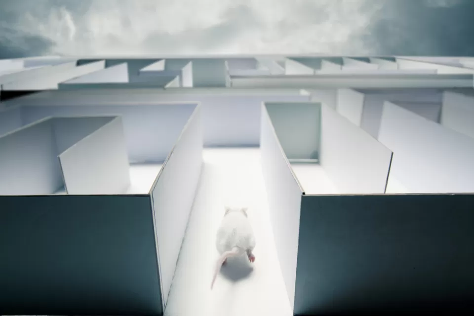 Rat Race